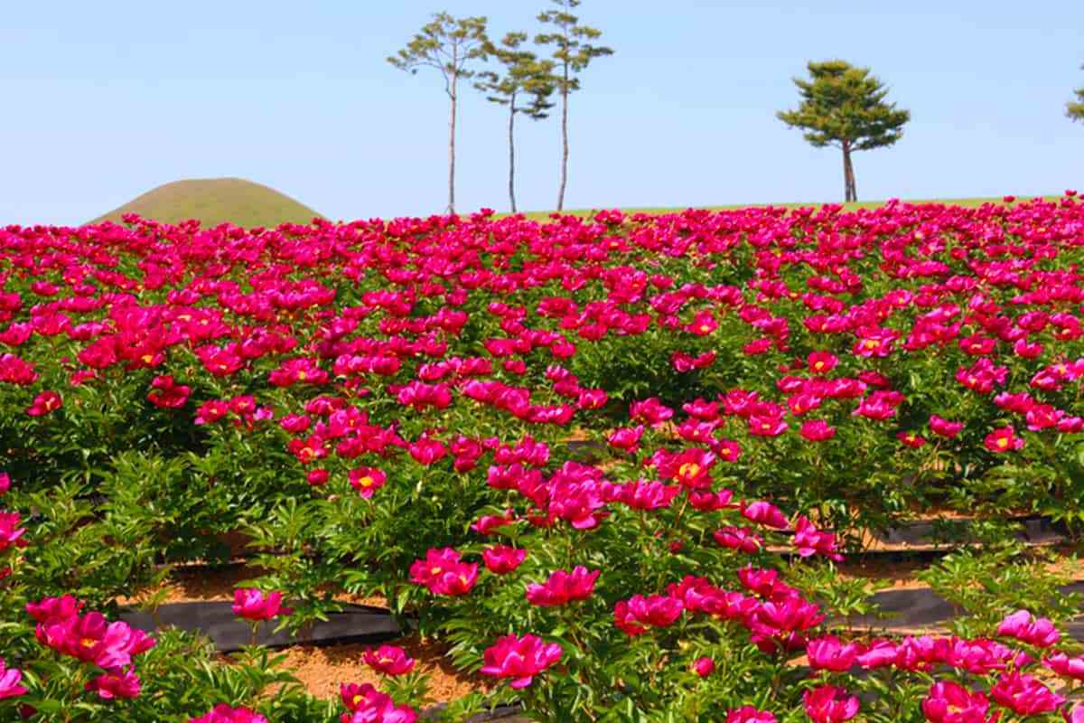 uiseong-peony-2.jpg
