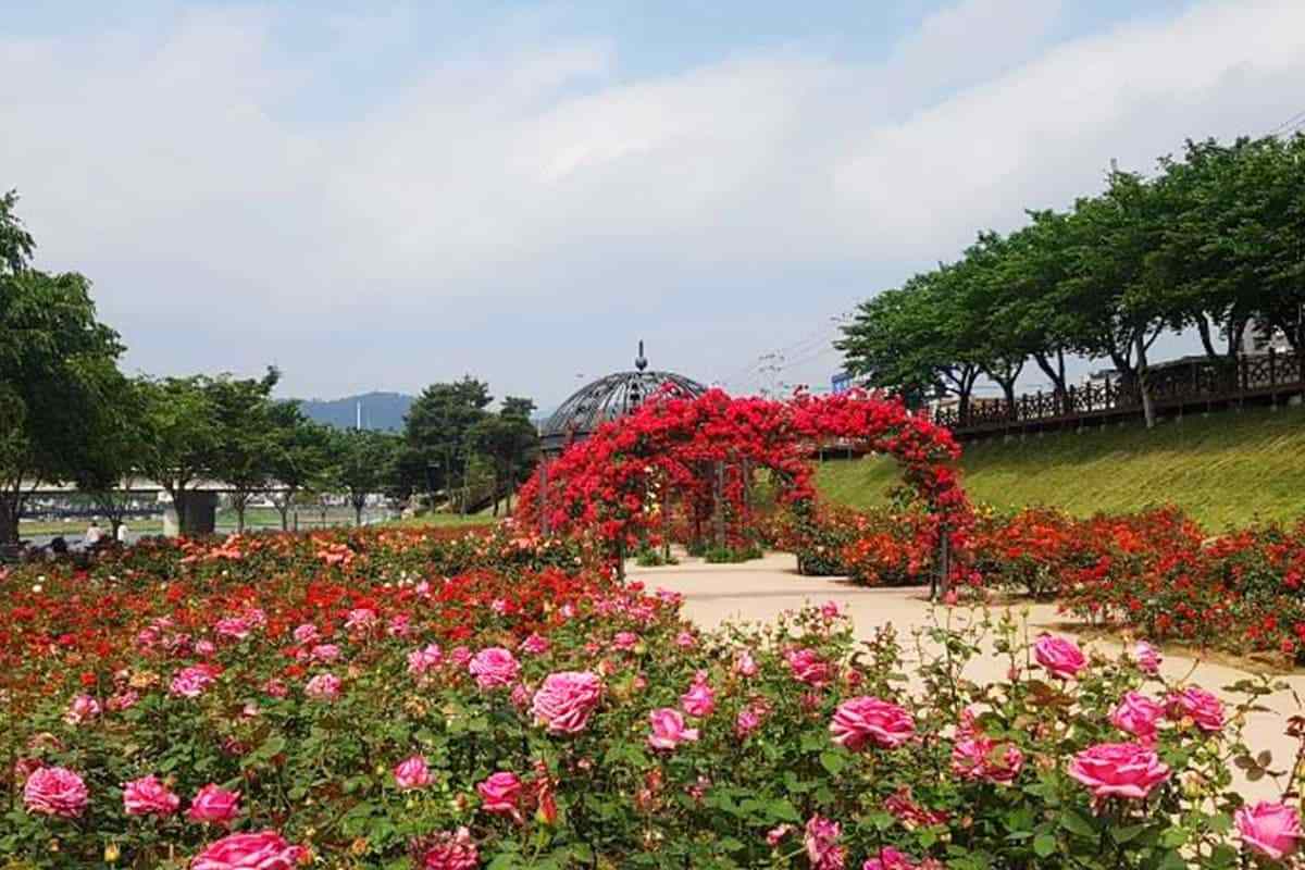Miryang-Rose-Park2.jpg