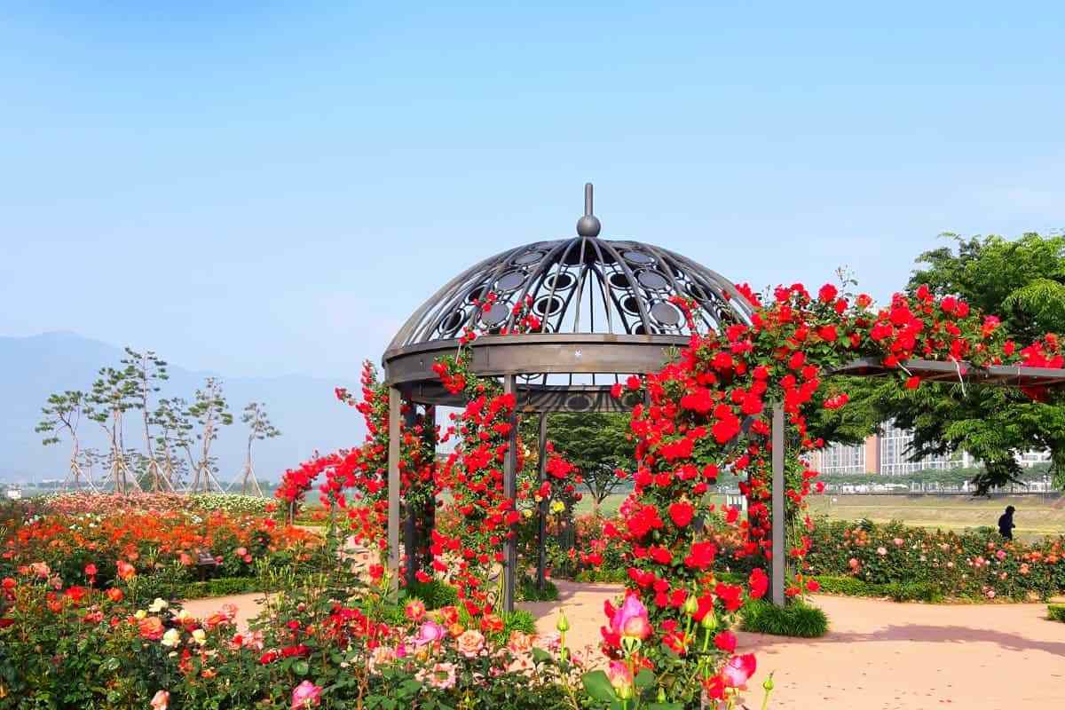 Miryang-Rose-Park5.jpg