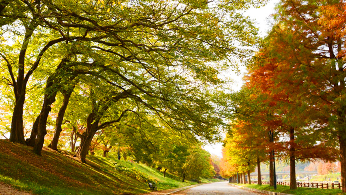 Damyang Gwanbangjelim Maple Trees2.jpg