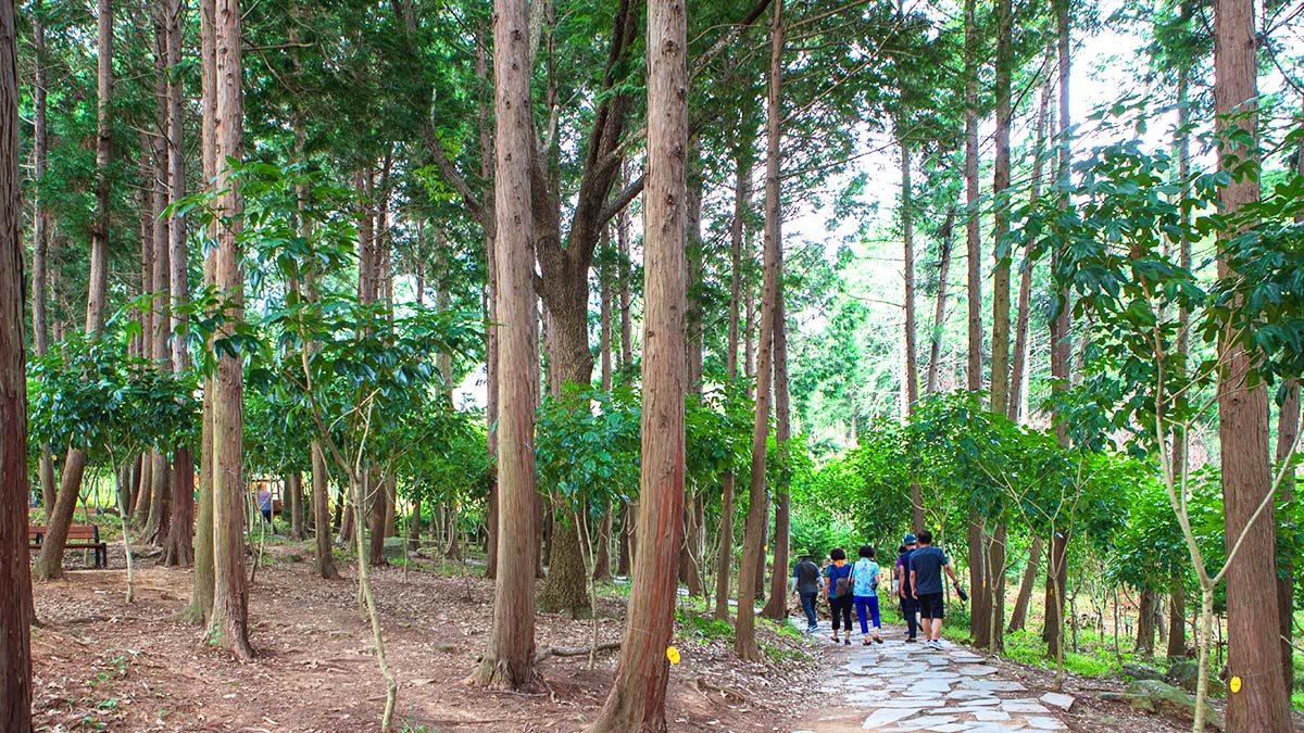 jangheung-cypress-forest-woodland1.jpg