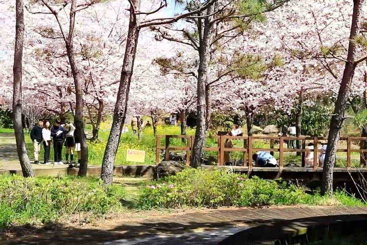 Jeju-Cherry-Blossom-Trip-in-March-2.jpg