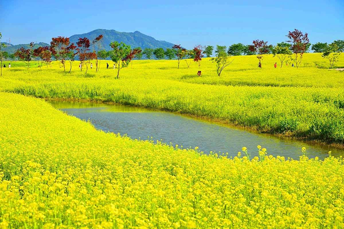 Jeollanam-do-rape-flower-Attraction-3.jpg