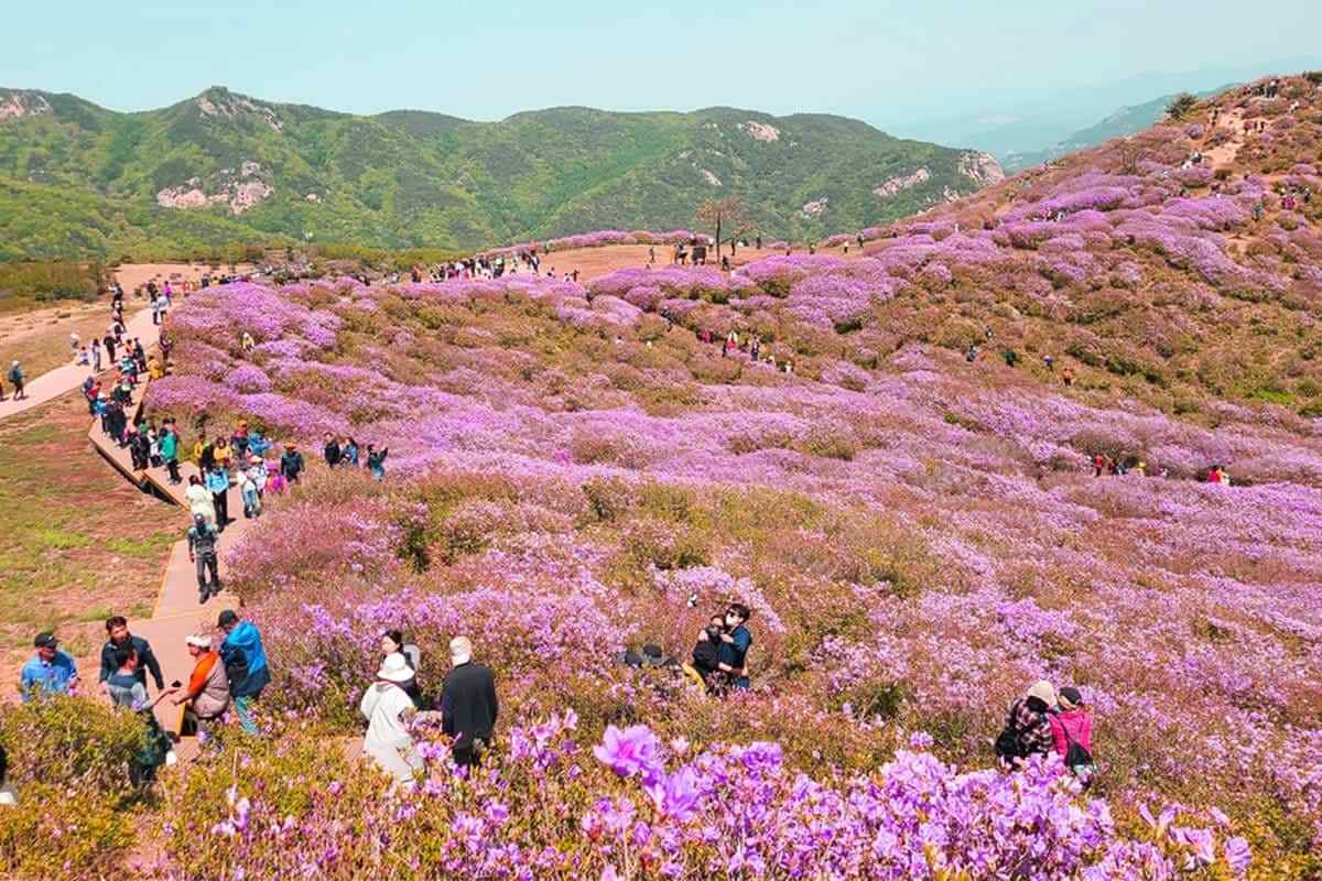 Hwangmaesan-Rhododendron-Festival1.jpg
