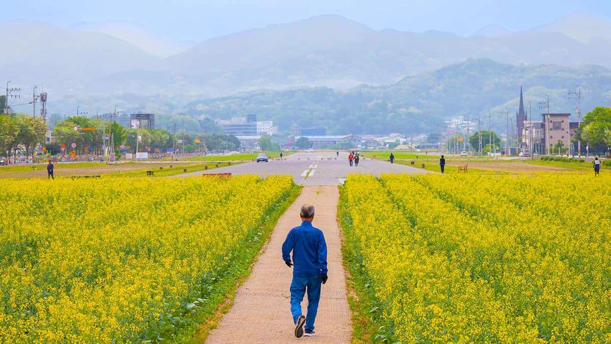 Jecheon-Rape-Blossoms-4.jpg