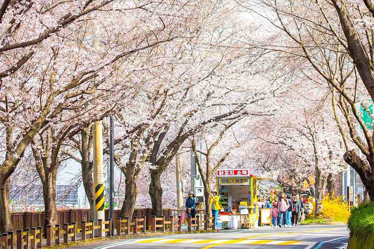 Gurye-Cherry-Blossom-Road4.jpg