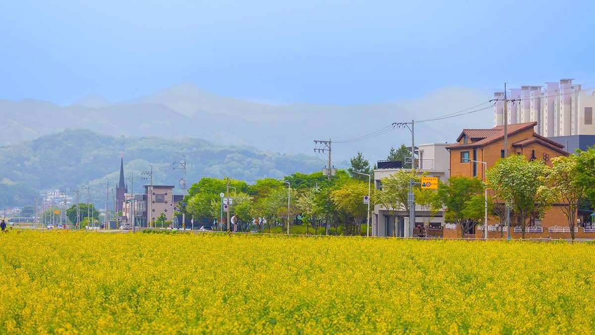 Jecheon-Rape-Blossoms-3.jpg