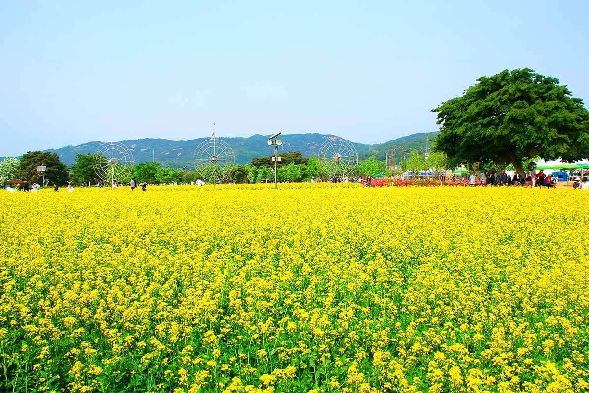 Gyeonggi-do-canola-flower-drive-2.jpg