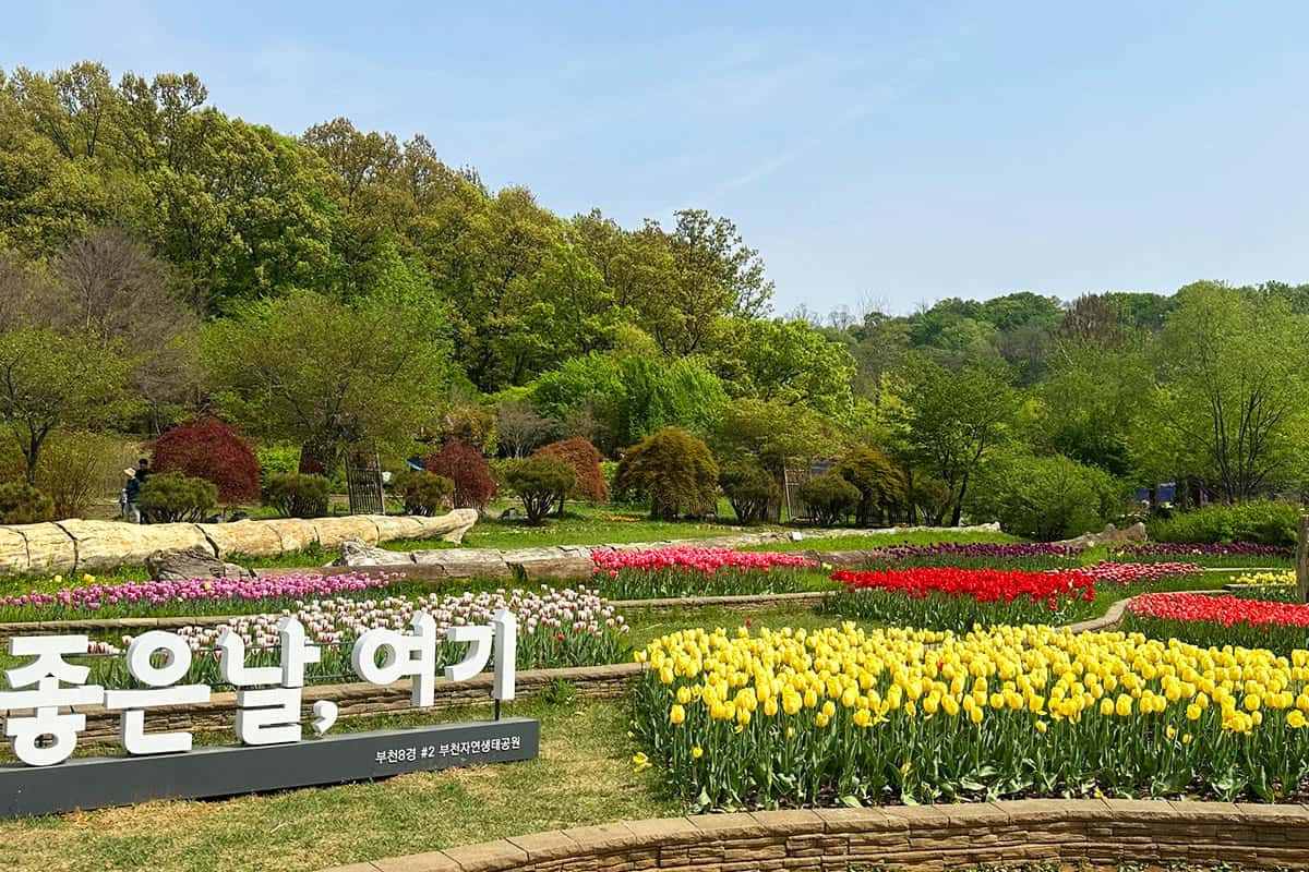 Bucheon-spring-flower-attractions3.jpg