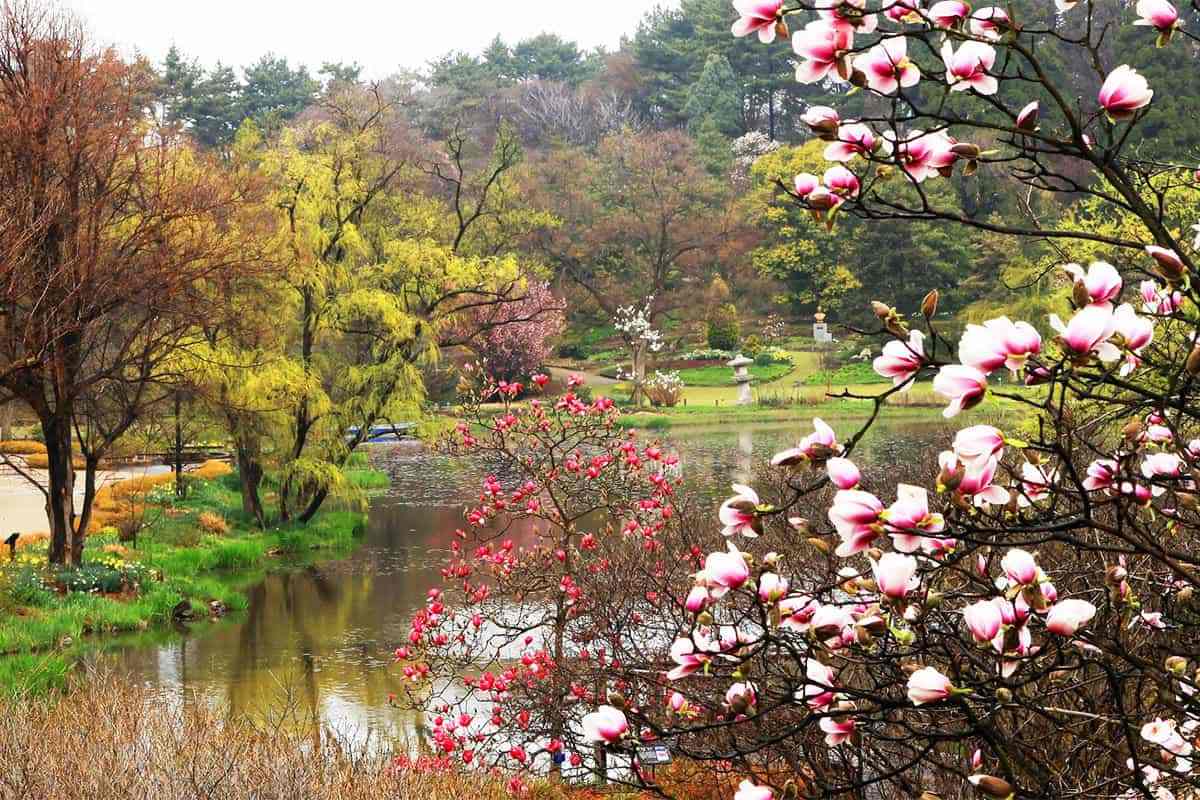 Cheonliposu-Arboretum1.jpg