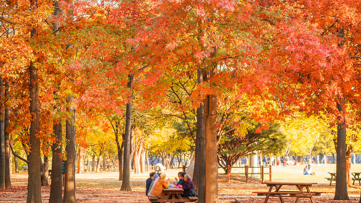 Ttukseom Seoul Forest Autumn Foliage1.jpg