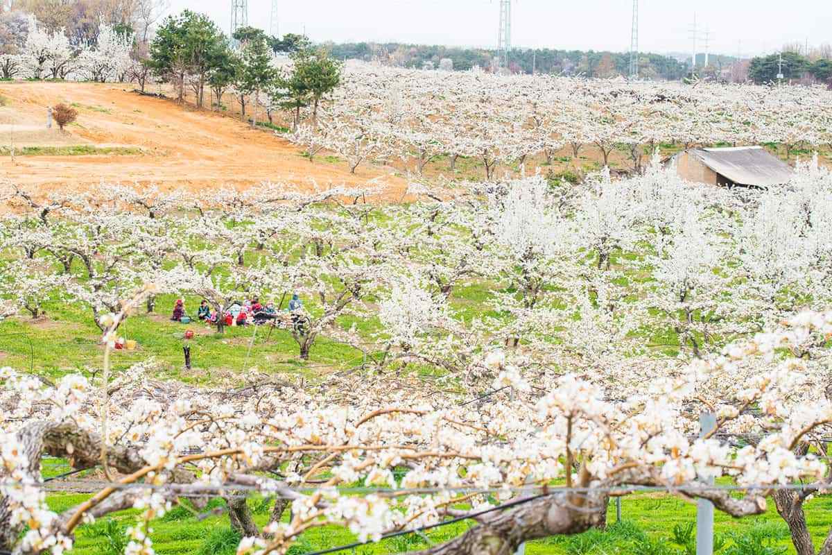 Cheonan-Wangjibong-Pear-Blossom-Road5.jpg