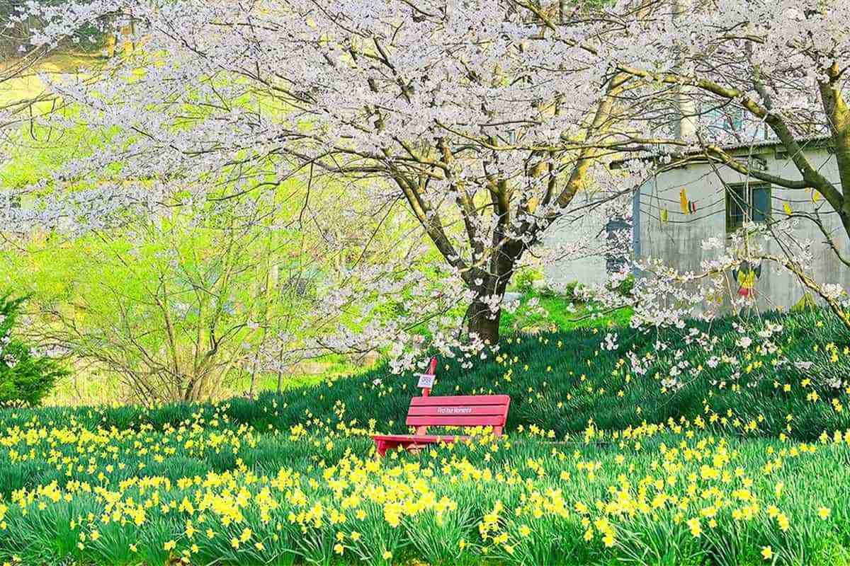 Hongseong-Daffodil-Festival1.jpg
