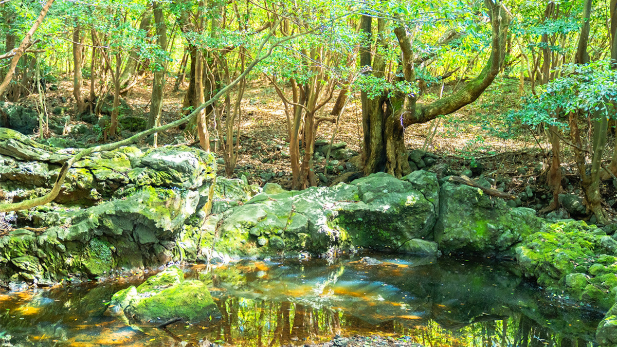 jeju meochewas-supgil3.jpg