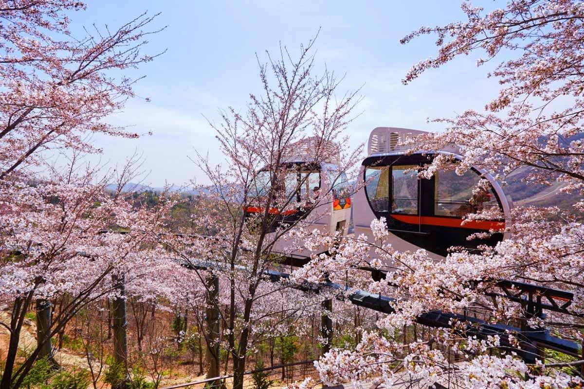 Cherry-Blossom-Trip-in-Gyeonggi-Province-1.jpg