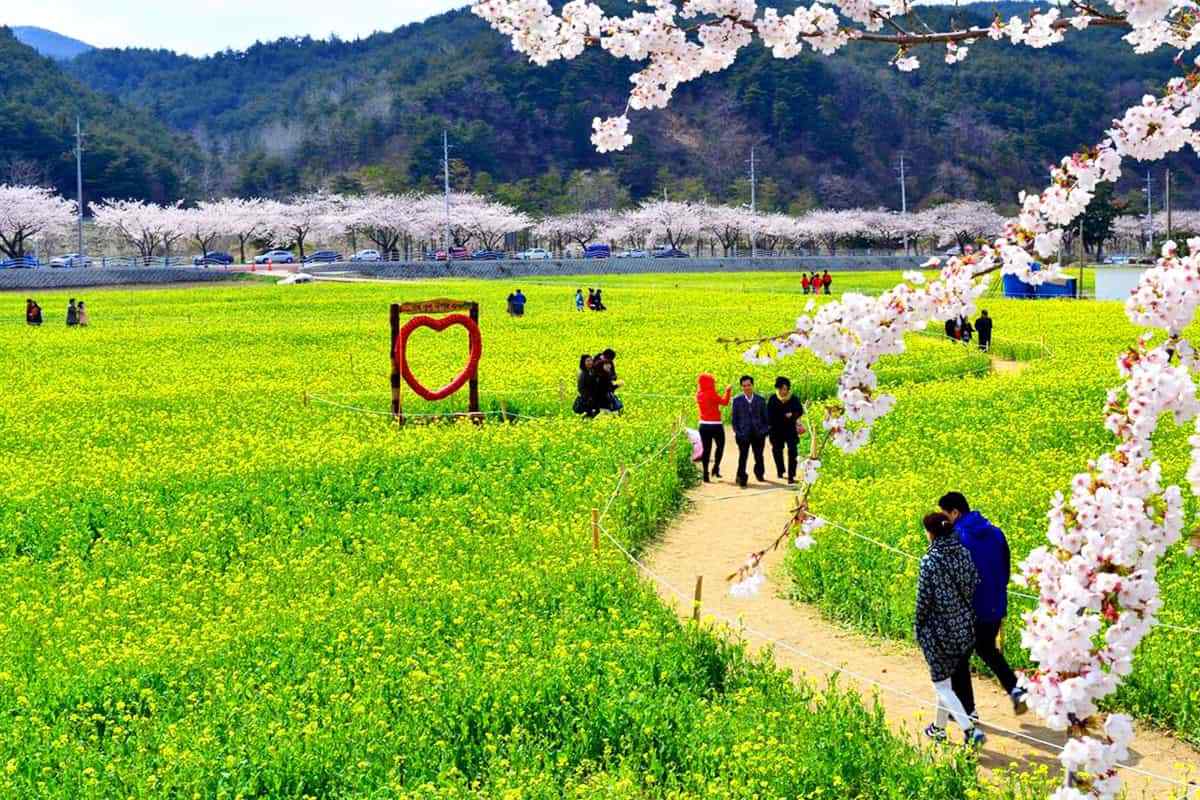 Gangwon-spring-travel-destinations.jpg