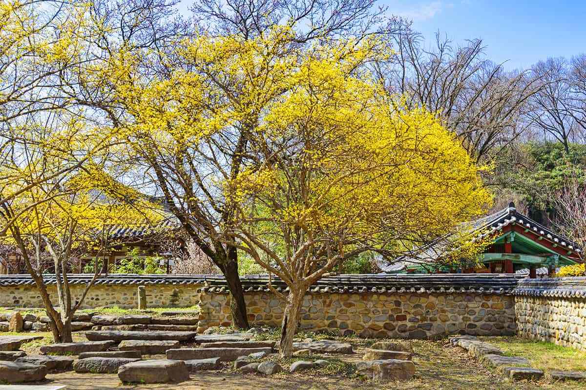 Free-spring-attractions-in-Jeonju4.jpg