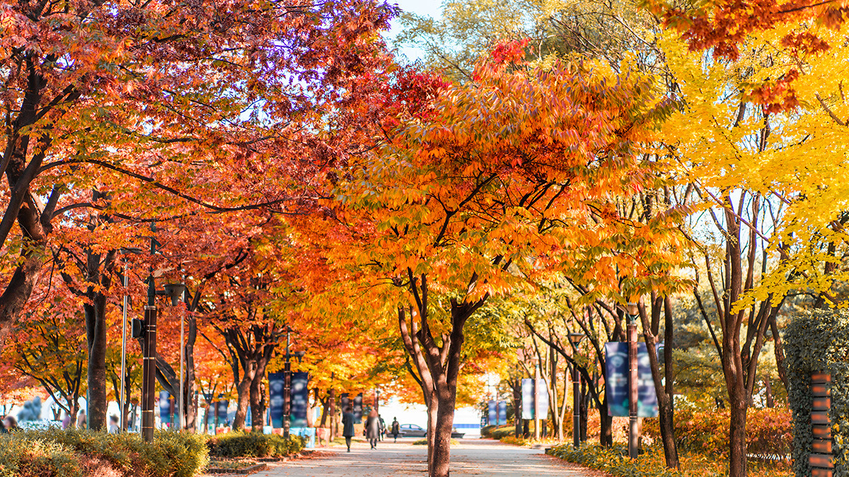 Ttukseom Seoul Forest Autumn Foliage2.jpg