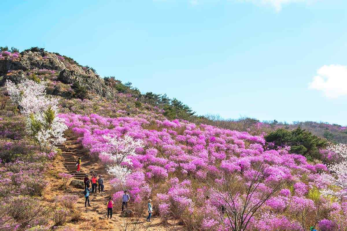 Yeongchusan-Azalea-Festival2.jpg