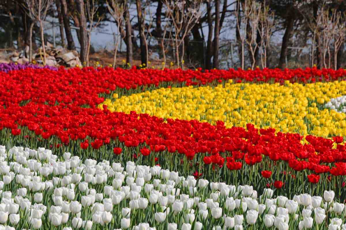 Taean-Tulip-Festival-2.jpg
