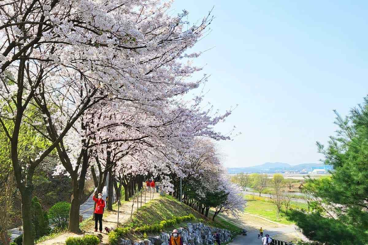 Seongnam-Cherry-Blossom-Spots4.jpg