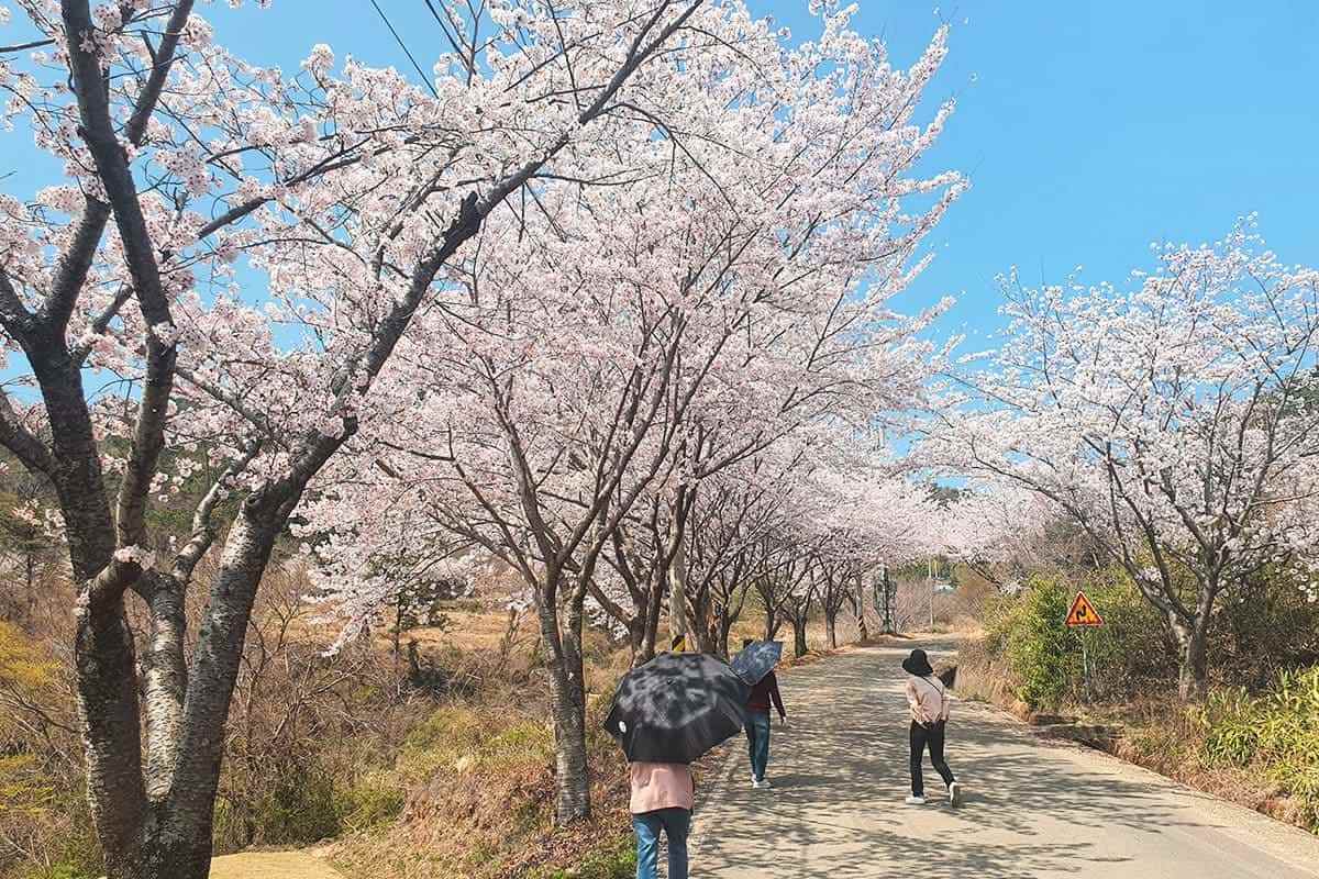Gyeongnam-spring-travel-destination5.jpg