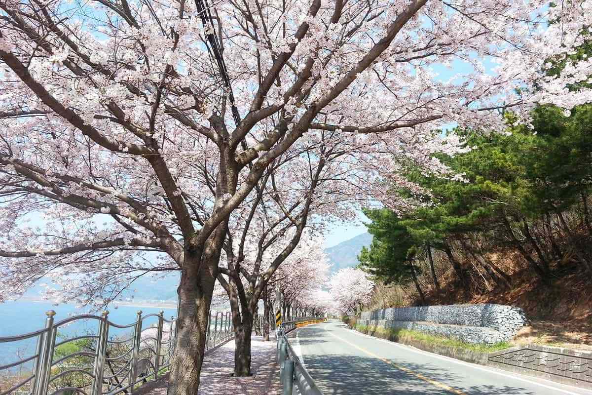 Yangsan-Cherry-Blossom-Festival5.jpg