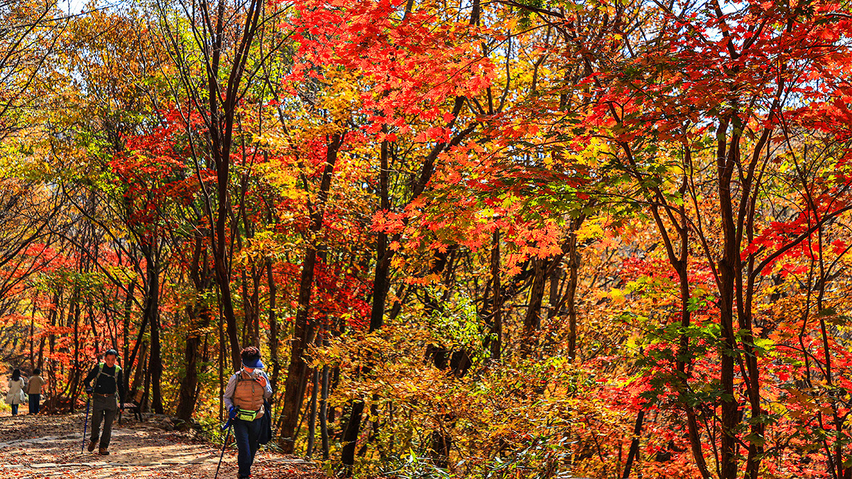 Gurye Piagol Autumn Foliage2.jpg