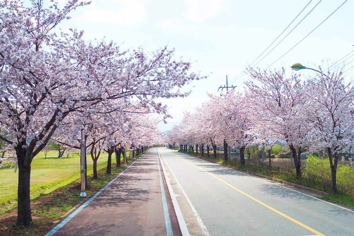 Gangwon-spring-travel-destinations5.jpg