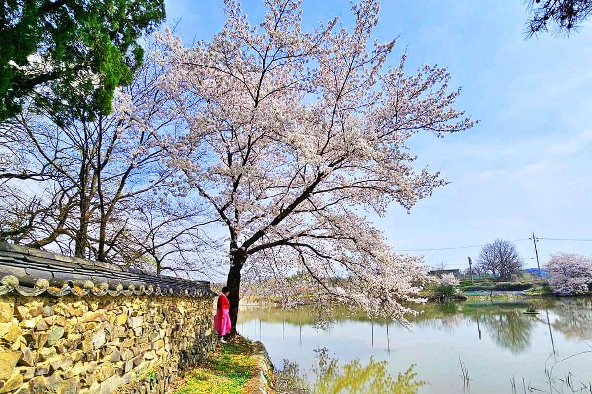 Yeongcheon-spring-attractions6.jpg