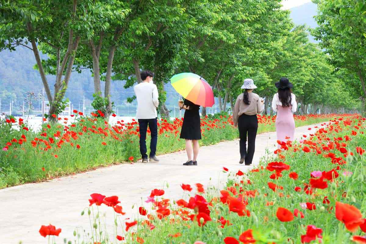 Uiryeong-3km-poppy-flower4.jpg