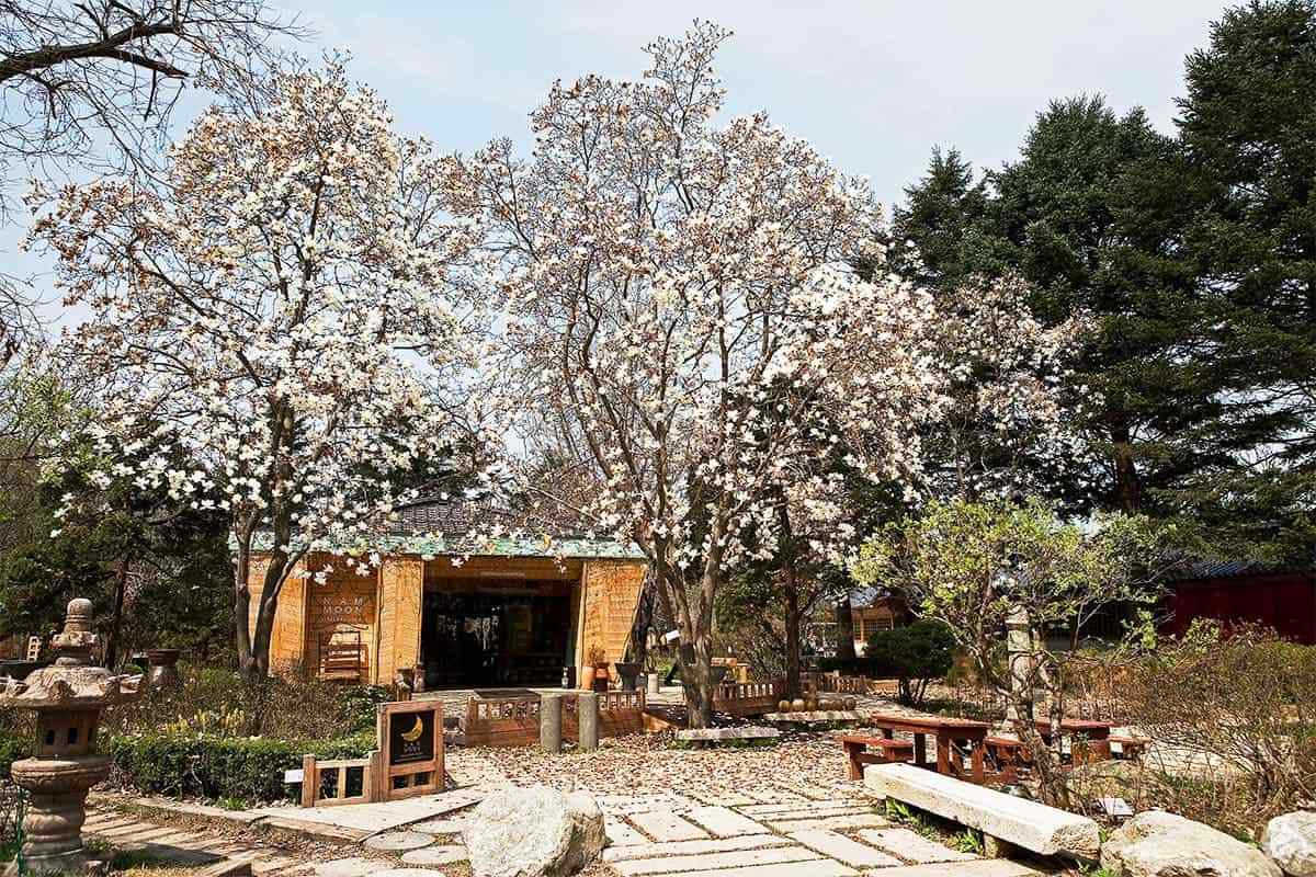 Chuncheon-spring-attractions4.jpg