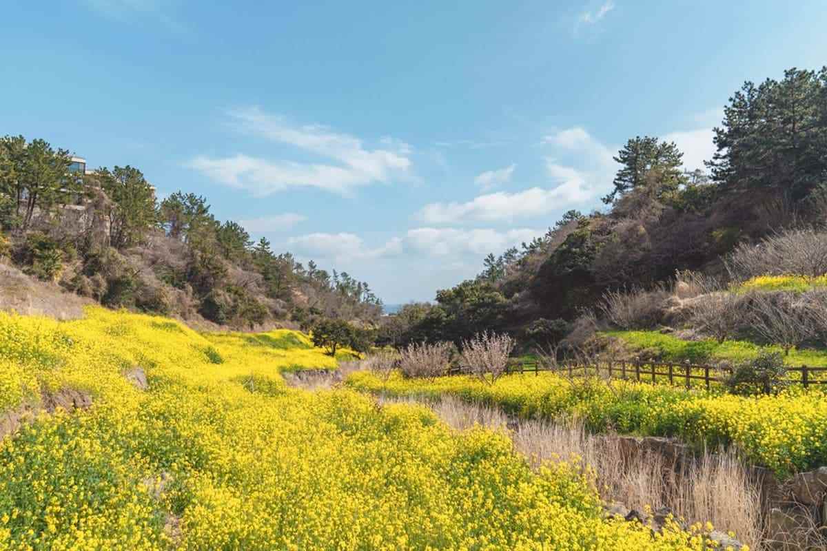 Jeju-Island-spring-attractions3.jpg