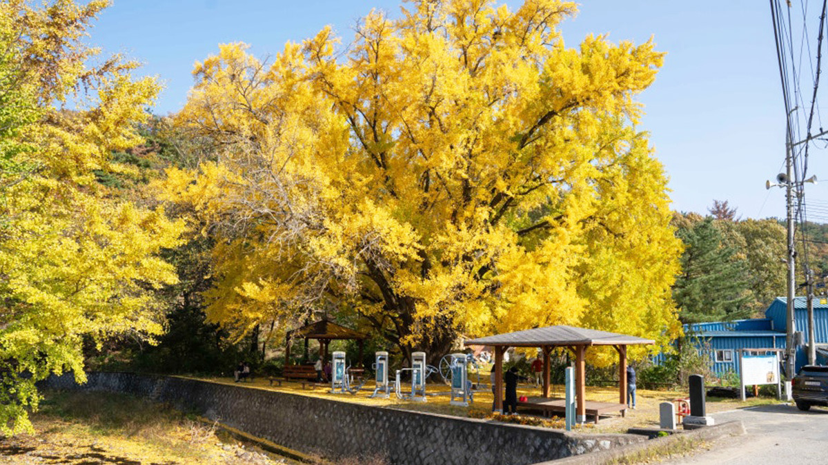 Ginkgo tree in Hagok-ri4.jpg