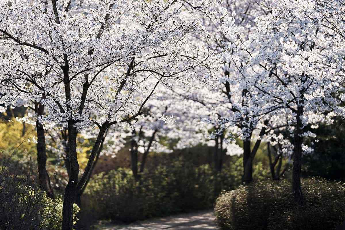Incheon-spring-flower-attractions2.jpg