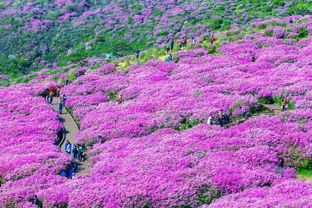 Hwangmaesan-Rhododendron-Festival6.jpg