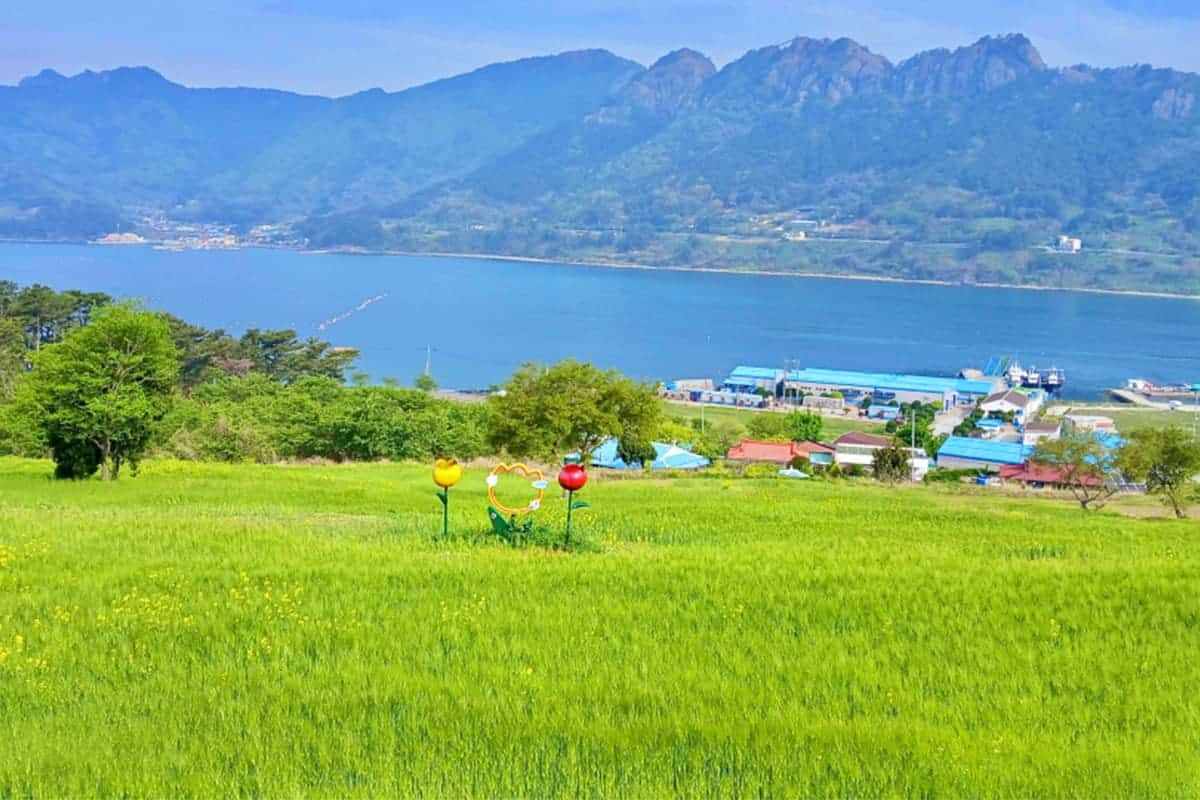 Tongyeong-green-barley-field3.jpg