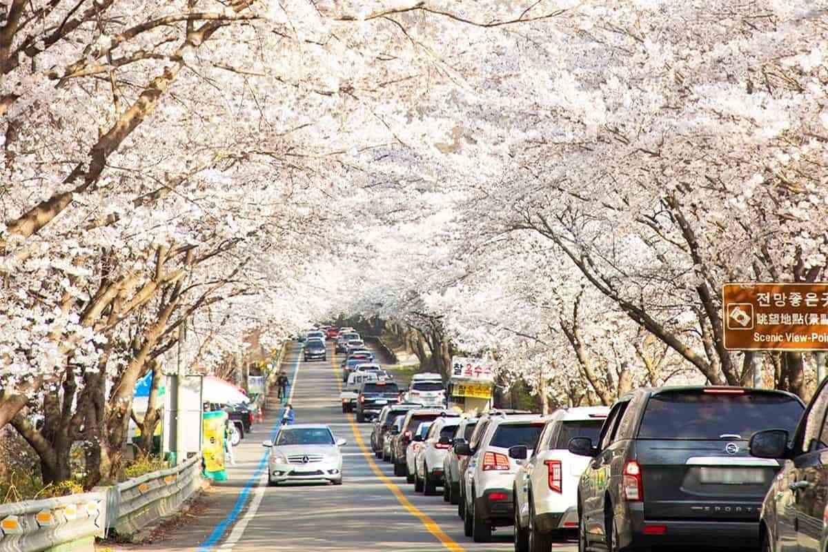Gurye-Cherry-Blossom-Road5.jpg