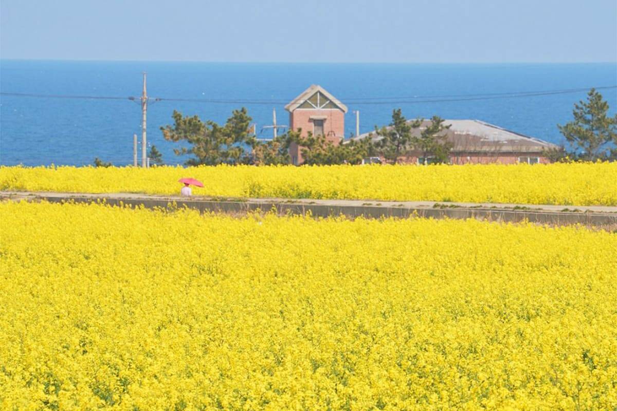 Pohang-Rape-Blossom-Festival2.jpg
