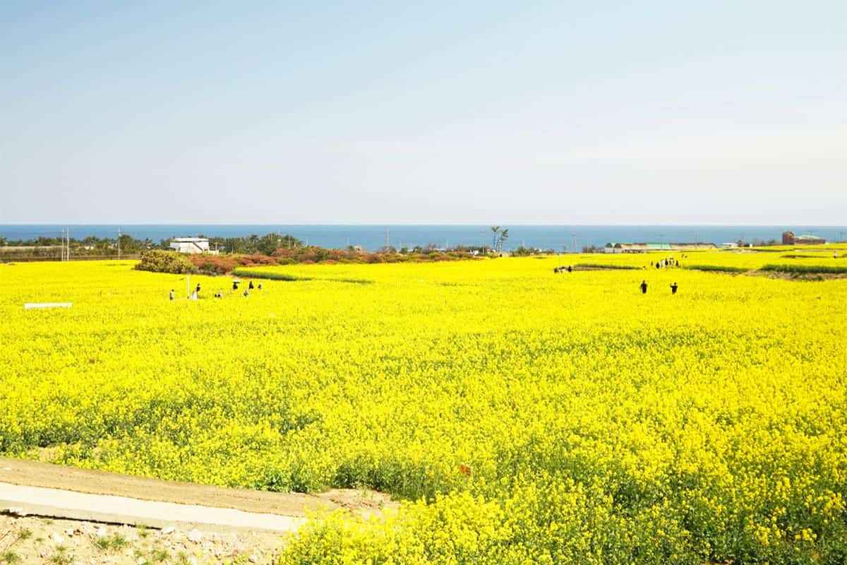 Pohang-Homigot-Rape-Blossoms4.jpg