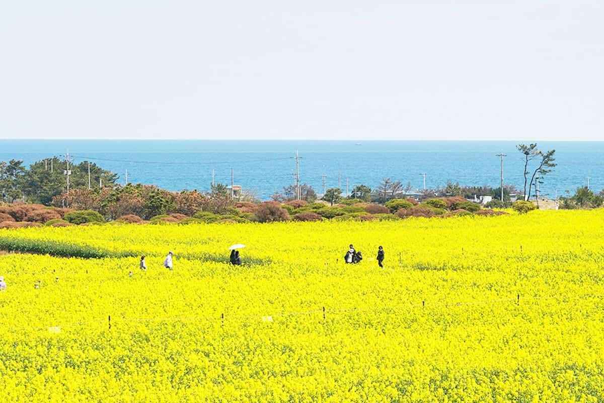 Pohang-Homigot-Rape-Blossoms3.jpg