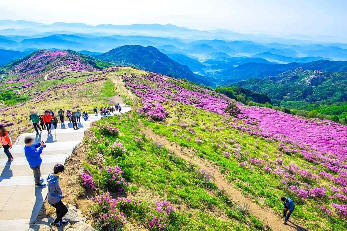 Hwangmaesan-Rhododendron-Festival5.jpg