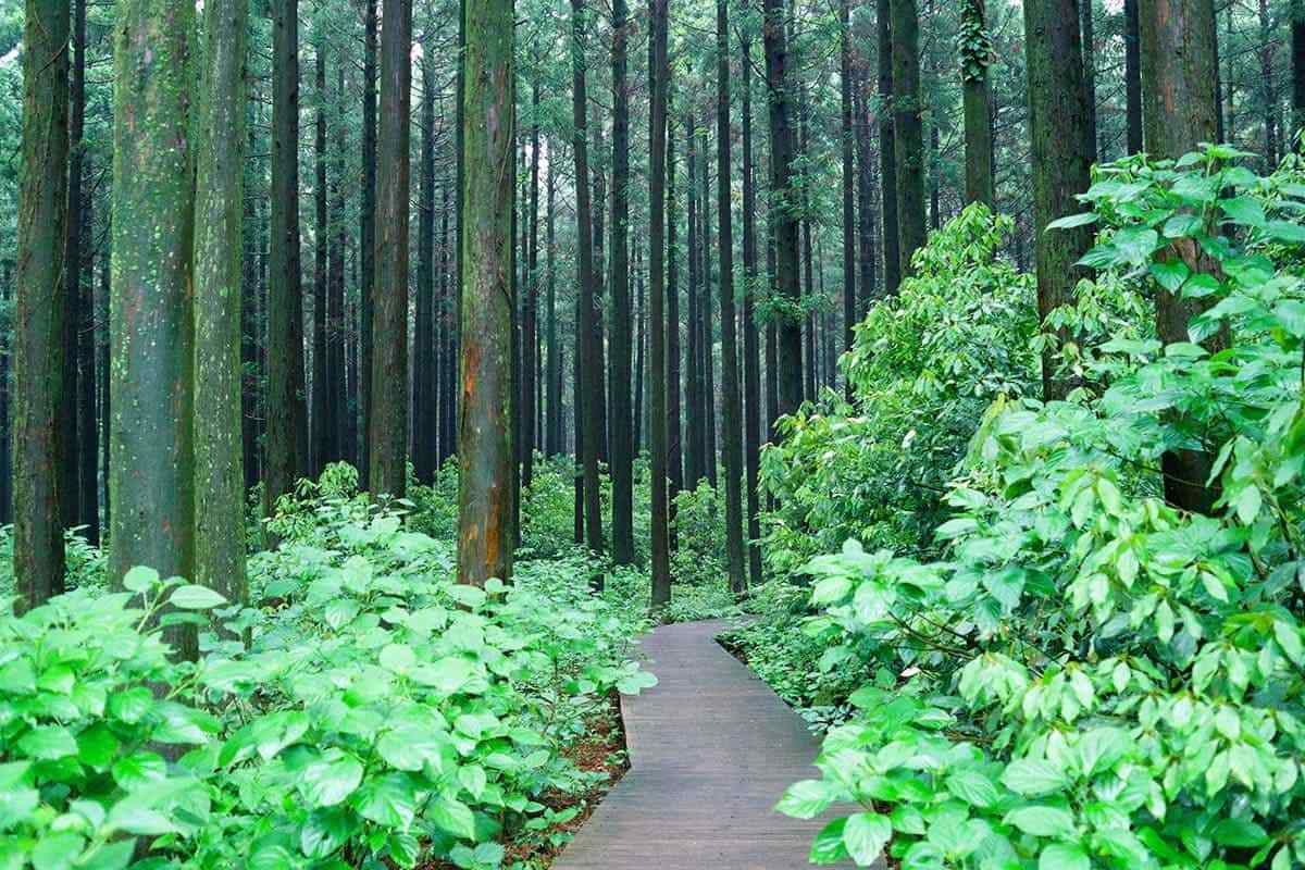 Jeju-healing-travel-destination3.jpg