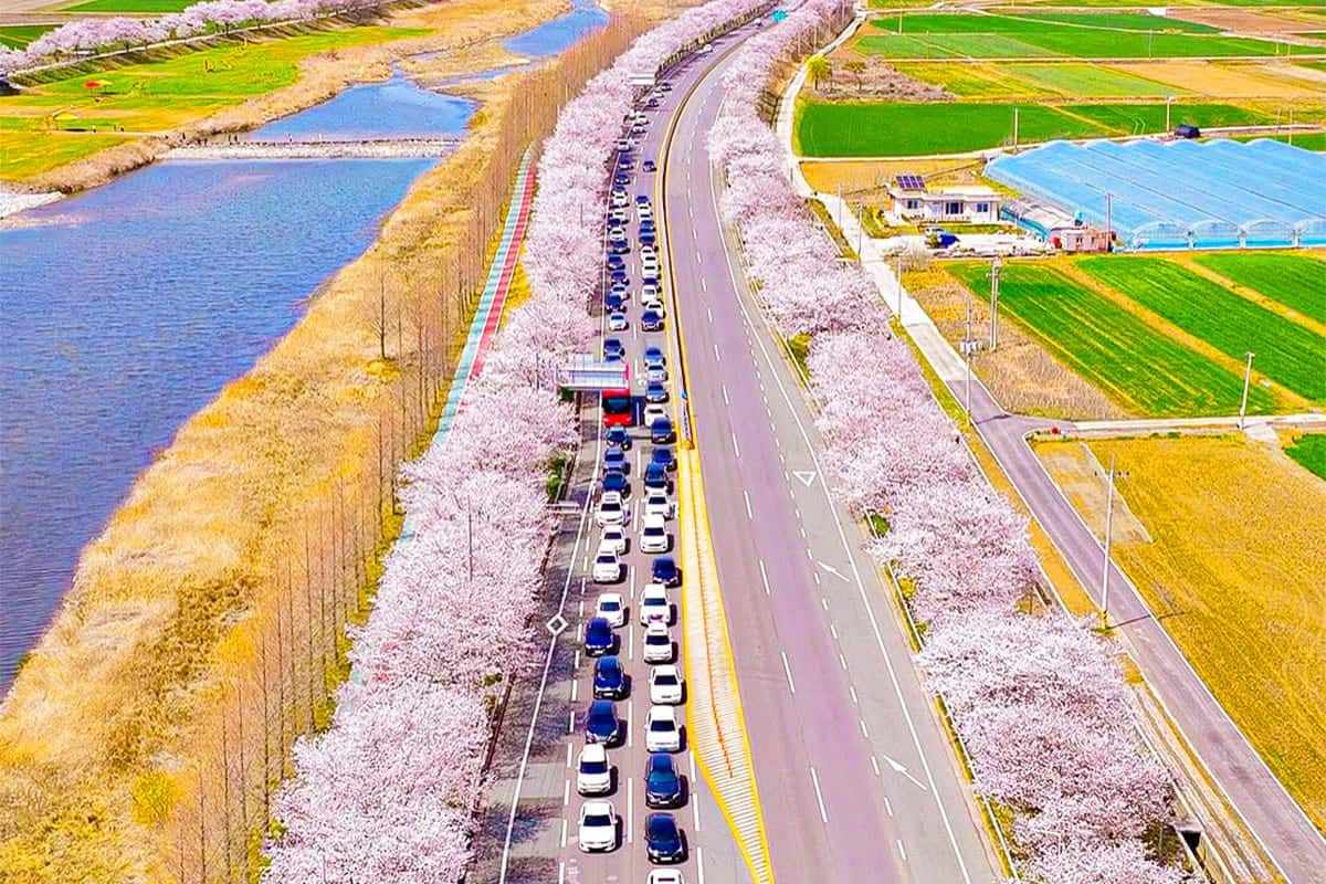 Gurye-Cherry-Blossom-Road3.jpg