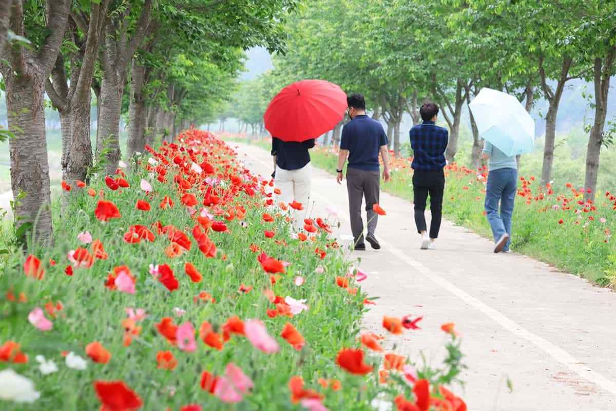 Uiryeong-3km-poppy-flower3.jpg