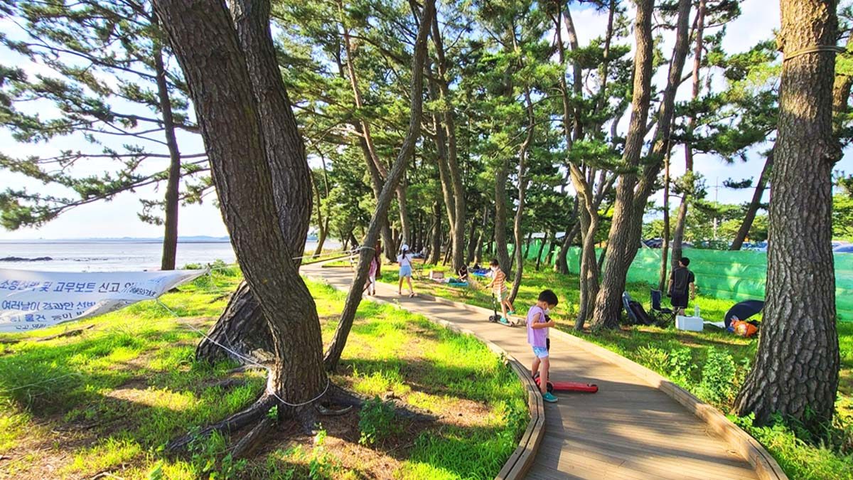 gungpyeongri-coastal-pine-forest-geopark5.jpg
