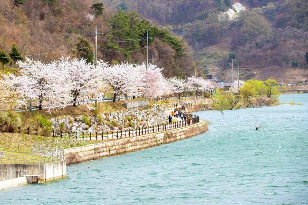 Spring-travel-destinations-in-Jeungpyeong-gun2.jpg