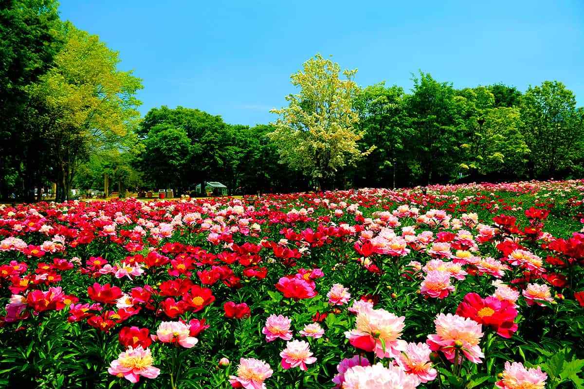 Seoul-Grand-Park-Peony-3.jpg