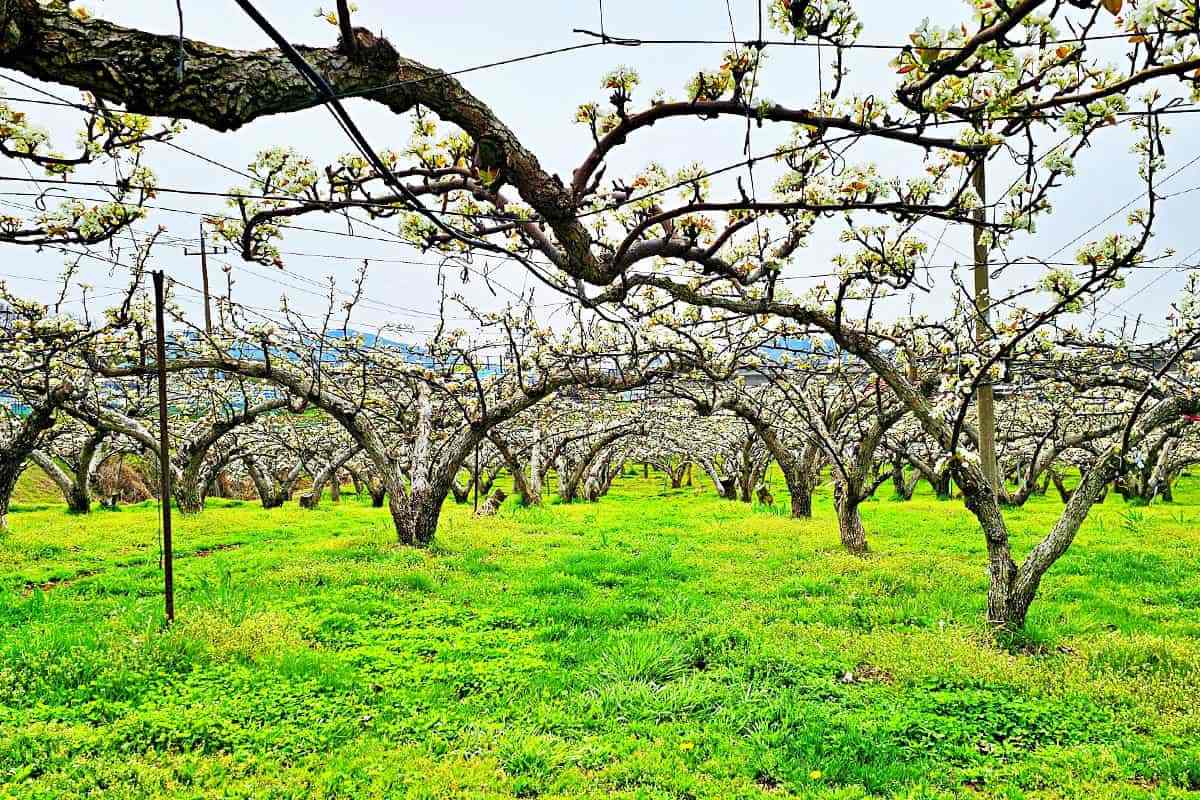 Cheonan-Wangjibong-Pear-Blossom-Road3.jpg