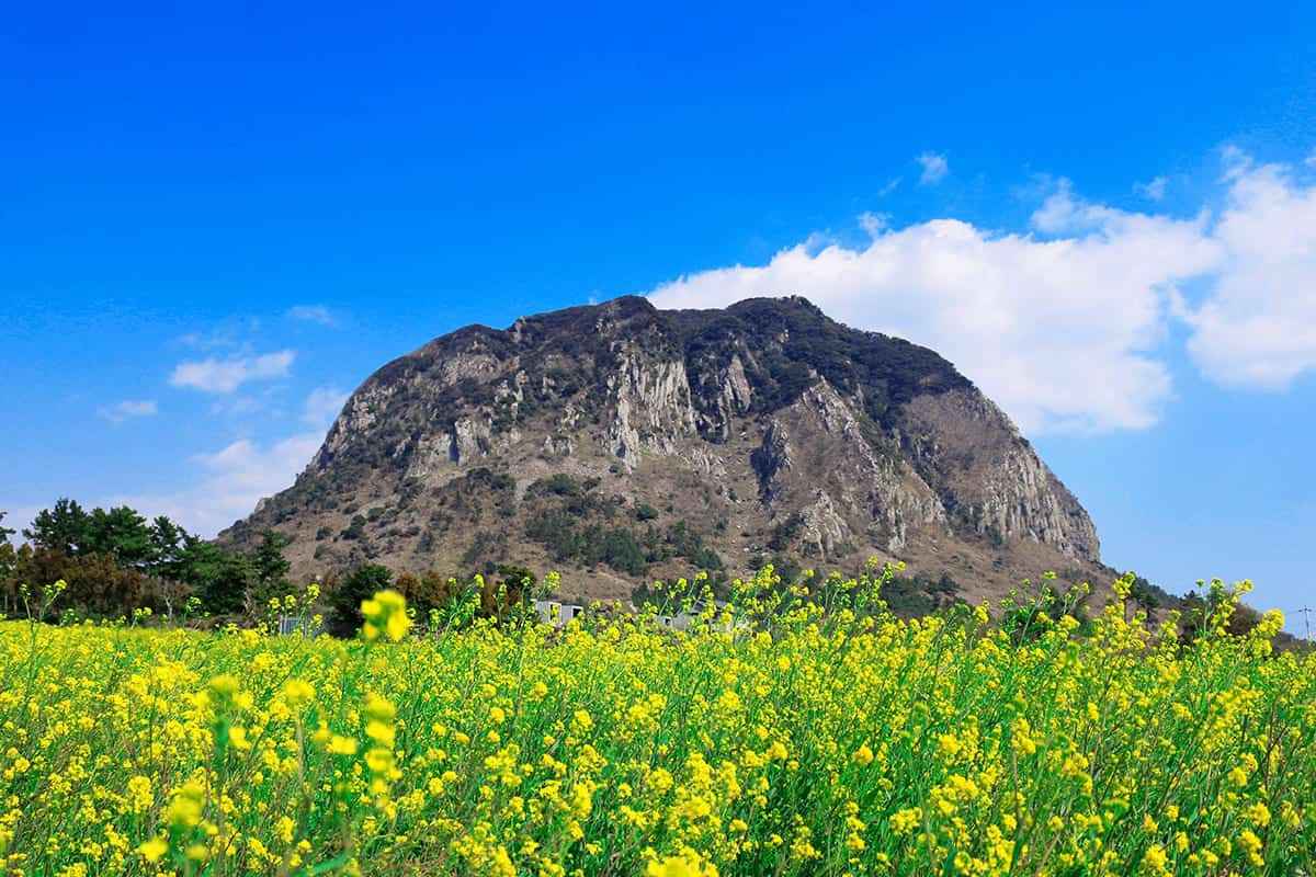 Jeju-Island-spring-attractions2.jpg